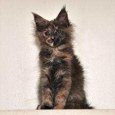 Maine Coon Caemsocoons  Secret Obsession