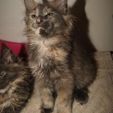 Maine Coon Caemsocoons  Secret Obsession