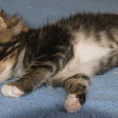 Blanding af racer Tequila Sunrise