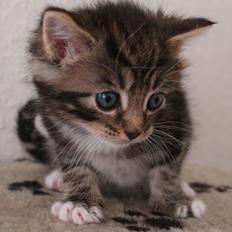 Blanding af racer Tequila Sunrise