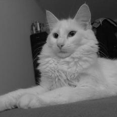 Norsk Skovkat snebold