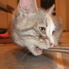 Huskat » Josefine «