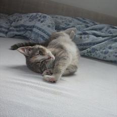 Huskat » Josefine «