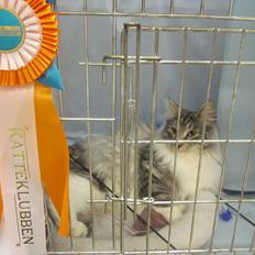 Norsk Skovkat Dk Bryntys Hector