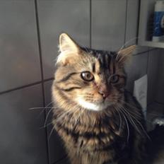 Blanding af racer Berlioz