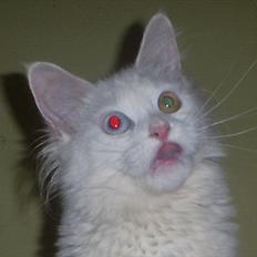 Maine Coon dk moshead bianca 