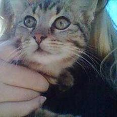 Blanding af racer Tazz