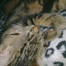 Blanding af racer Tazz