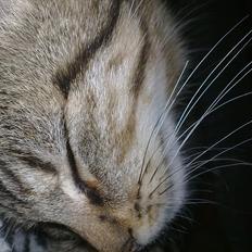 Blanding af racer Tazz