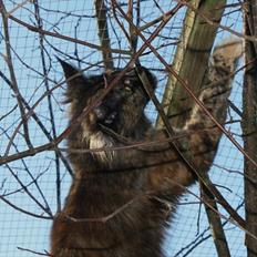 Maine Coon Tukenja'S Denise