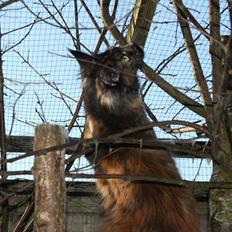 Maine Coon Tukenja'S Denise
