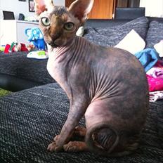 Sphynx Missy