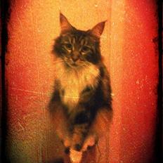 Maine Coon Lucy