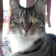 Huskat Feline (R.i.P)