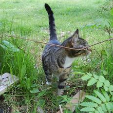 Huskat Feline (R.i.P)