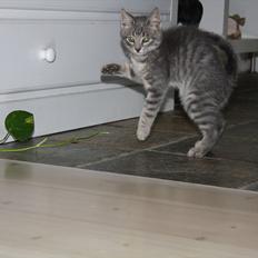 Blanding af racer Mivsen