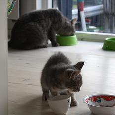 Blanding af racer Mivsen