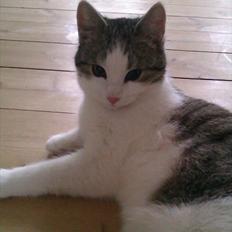 Huskat Coco Chanel aka Coco