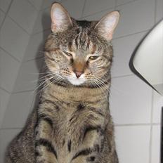 Blanding af racer Müsli