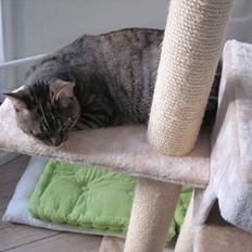 Blanding af racer Müsli