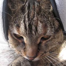 Blanding af racer Müsli