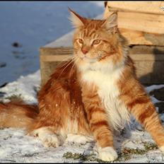 Maine Coon DK Proud Danish Preciouse One