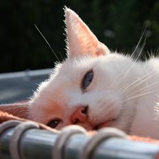 Huskat Sne R.I.P.