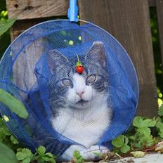 Huskat Gisbut aka Gissi