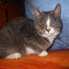 Blanding af racer Mis