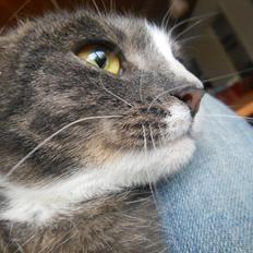 Blanding af racer Mis