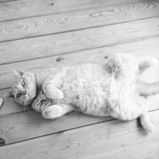 British Shorthair Leeza's Cream Chico (Tico)