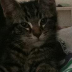 Blanding af racer Cecil - sporløst forsvundet.