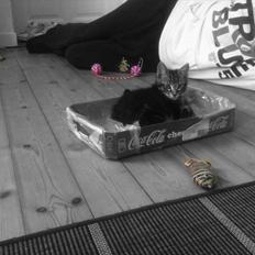 Blanding af racer Cecil - sporløst forsvundet.