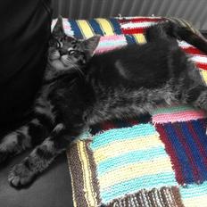 Blanding af racer Cecil - sporløst forsvundet.