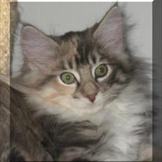 Norsk Skovkat DK Sollok´s Kandis