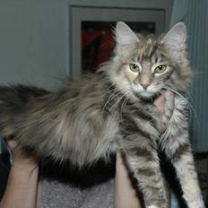 Norsk Skovkat DK Sollok´s Kandis