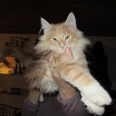 Norsk Skovkat DK Sollok´s Listige Garfield