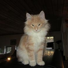 Norsk Skovkat DK Sollok´s Listige Garfield