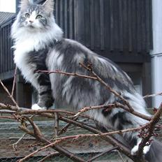 Norsk Skovkat Northtown cats  Cia