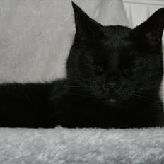 Huskat Sorte Per (babyen)