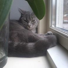 Blanding af racer Mathilde kakaomælk