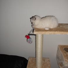 Hellig Birma Cappuccino