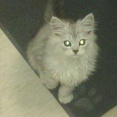 Perser silvershaded perser 