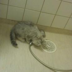 Perser silvershaded perser 