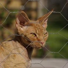 Devon Rex Crispus Obi Wan Kenobi