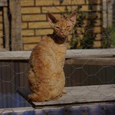 Devon Rex Crispus Obi Wan Kenobi