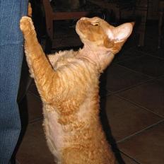 Devon Rex Crispus Obi Wan Kenobi