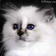 Hellig Birma Kiss Of A Rose vom Blütengarten*A