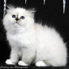 Hellig Birma Kiss Of A Rose vom Blütengarten*A