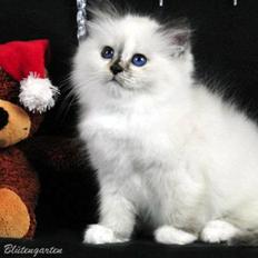 Hellig Birma Kiss Of A Rose vom Blütengarten*A